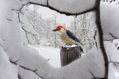 Hoe bescherm je je tuin tegen het koude weer