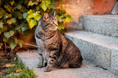 Last van dieren in je tuin? Zo verjaag je ze!