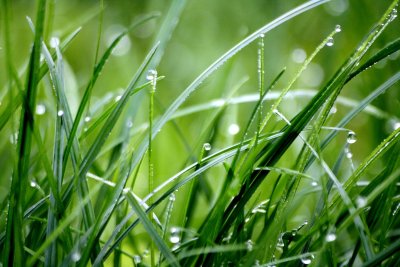 Gras kiezen voor jouw gazon: waar let je op?