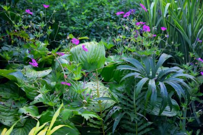 Maand van de Groene Tuin: zo maak je jouw tuin luxe en klimaatbestendig