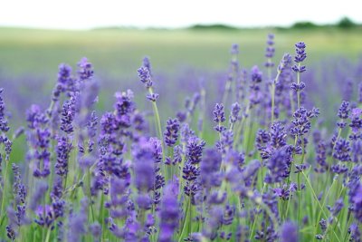 Zo houd je lavendel jaar na jaar prachtig in bloei